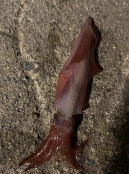 淡路島観光ホテルでタチウオ、ケンサキイカ、カワハギ